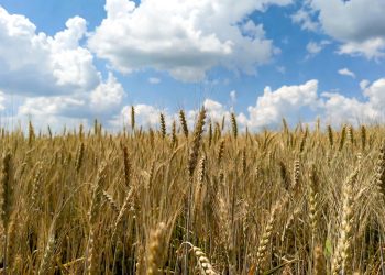 Kansas crop woes fuel wheat rally ahead of USDA winter acreage estimate